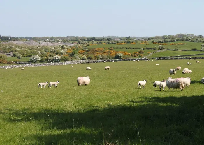 Harry's House Ballinrobe